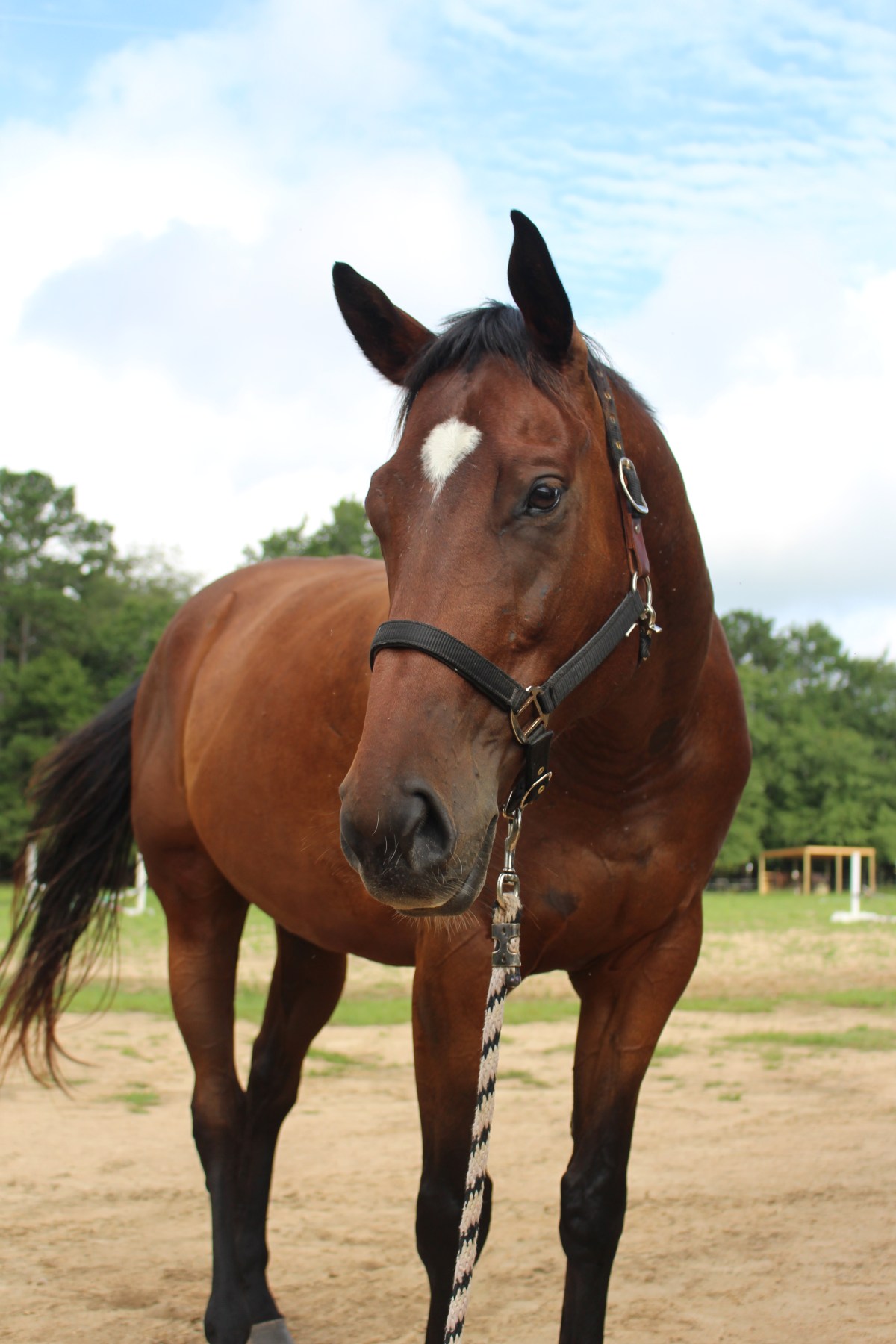 ‘Aubie’ 2019 Unraced Tb&nbsp;Gelding