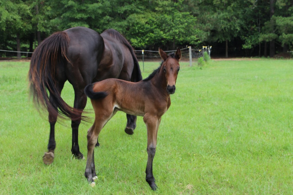 ‘Candor’ 2025 Colt (Conthargos X&nbsp;Eldoret)