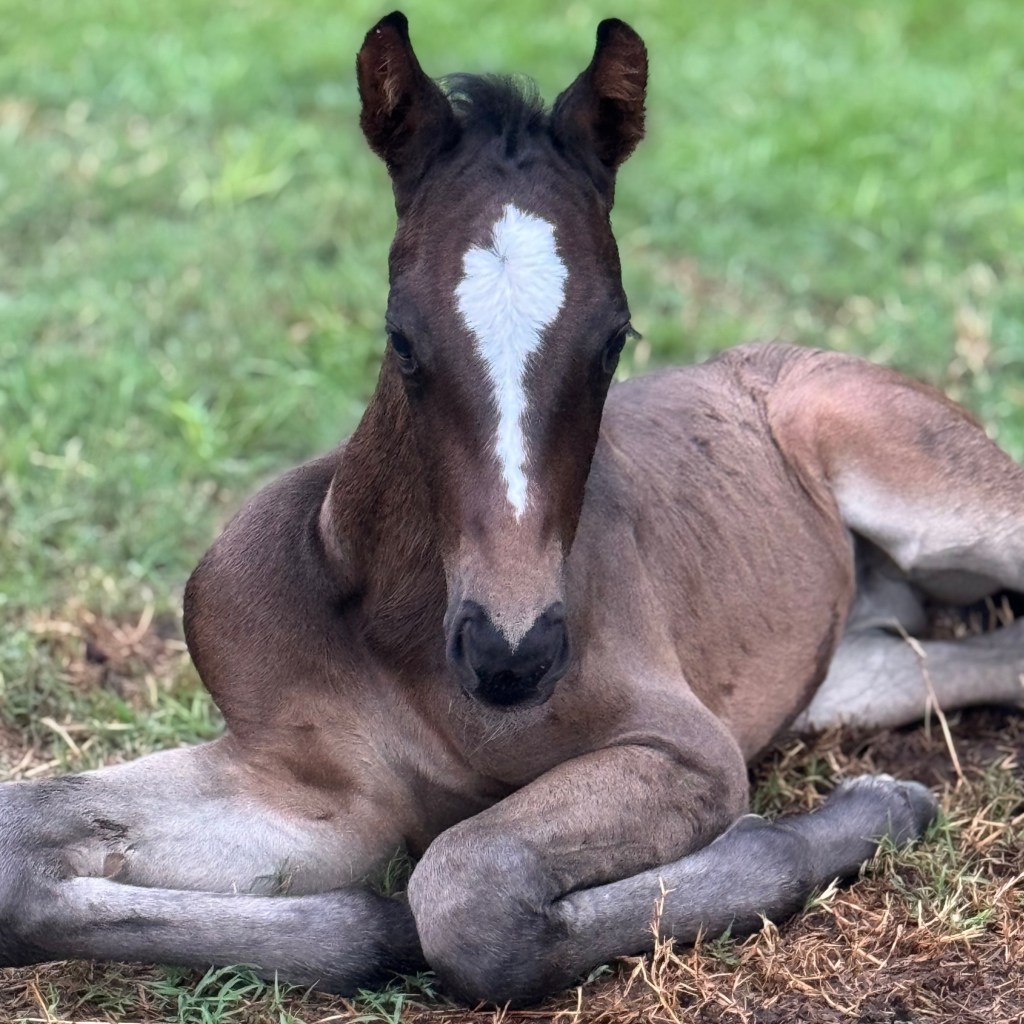 ‘Caspian’ 2025 colt (Conthargos x&nbsp;Eldoret)