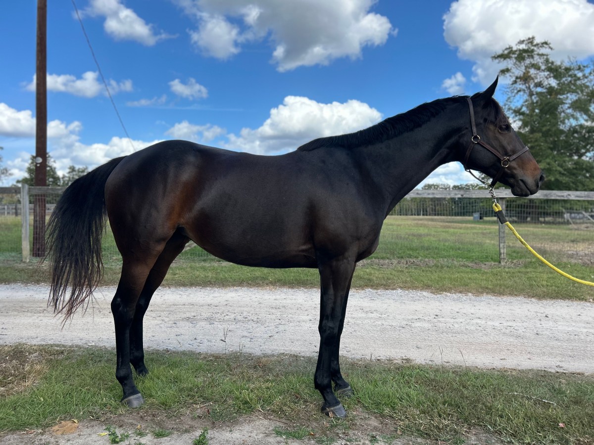 SOld – Indy 2016 TB&nbsp;Mare